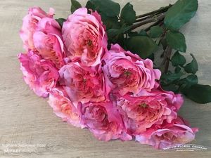 ROSE WABARA MIYABI 50